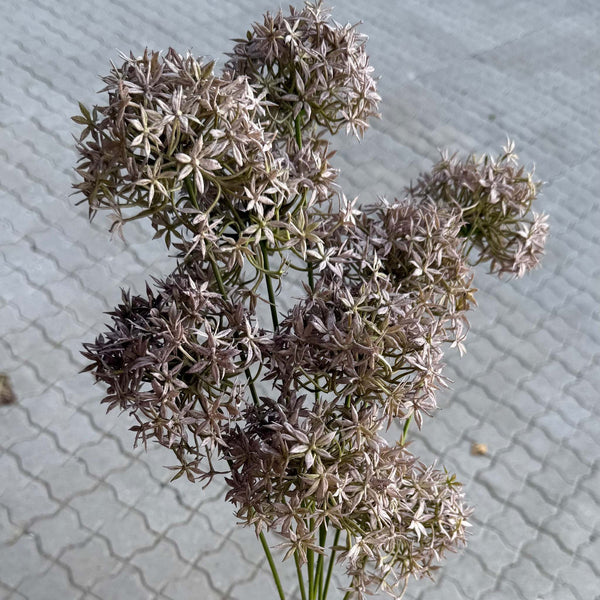 Allium BLO038
